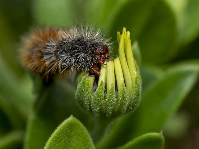 Larva vši: Jak ji odhalit a zničit