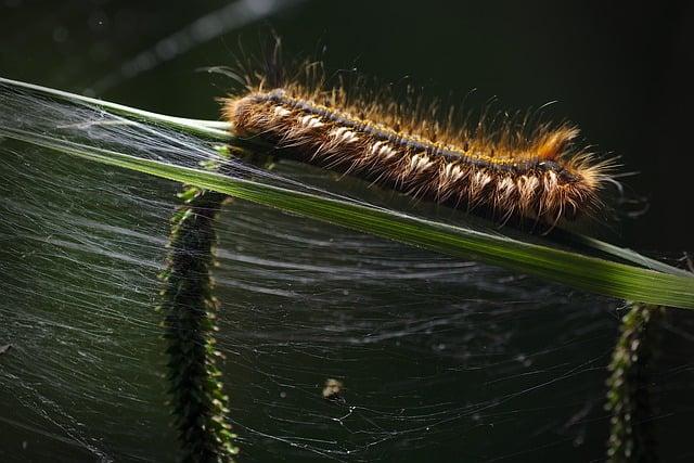 Jak odhalit larva vši: První známky a symptomy