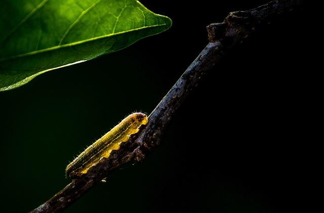 Efektivní způsoby zničení larva vší: Prevence a léčba